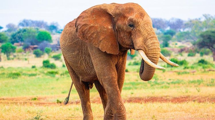 Reasons to go on safari in Northern Tanzania