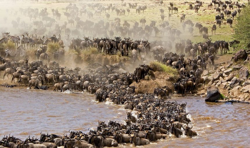 What is Tanzania Safari Best Known for