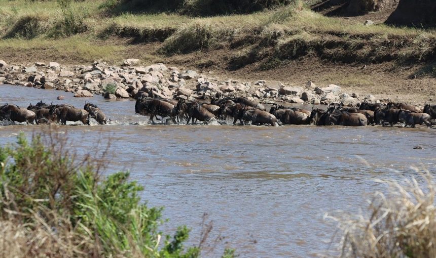 The Great Wildebeest Migration